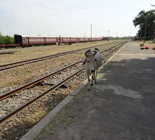 Der Zug kommt, das hören die Viecher