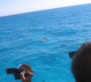 Delfinmutter mit Kind