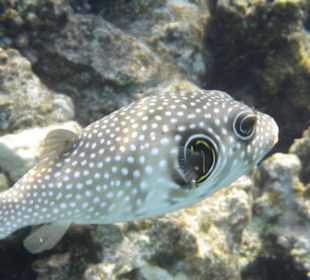 Unterwasser - Hotel Premier Le rêve