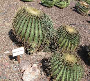 Ferocactus