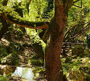 Alte Bäume am Wasserlauf
