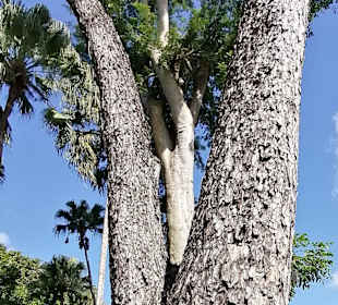 Sir Seewoosagur Ramgoolam Botanical Garden / Pamplemousses B