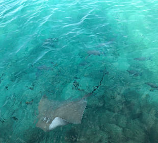 Schnorcheln Süd-Malé-Atoll