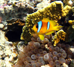 Findet Nemo am Hausriff Grand Makadi