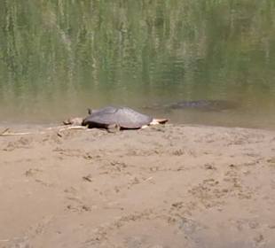 Turtle bridge