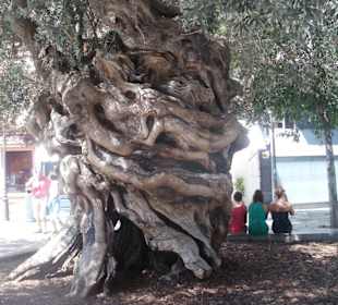 Olivenbaum 