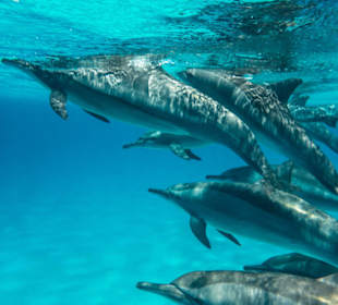 Dolphinhousetour