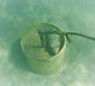 Schnorcheln Sahl Hasheesh