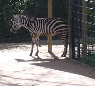 Noch 'n Zebra