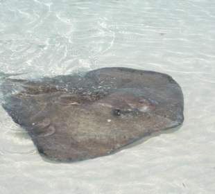 Rochen zum Anfassen