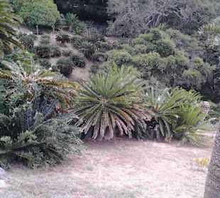 Botanischer Garten Kirstenbosch