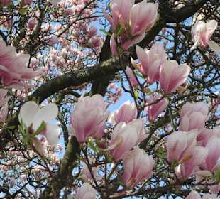 Magnolie in der Innenstadt