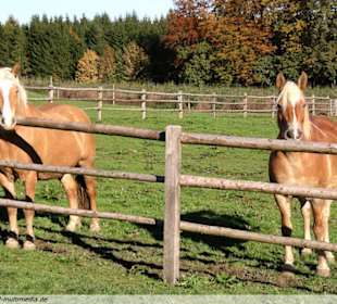 Berg Tierpark in Blindham (Aying)