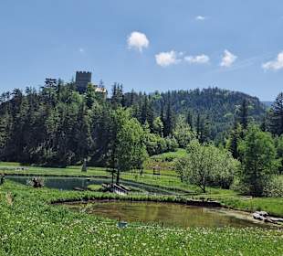 Wandern Puchberg am Schneeberg