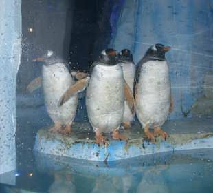 Pinguine