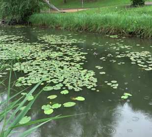 Forellenbächle Glacis Park