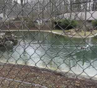 Wildpark Eichert