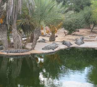 Krokodile faul in der Sonne