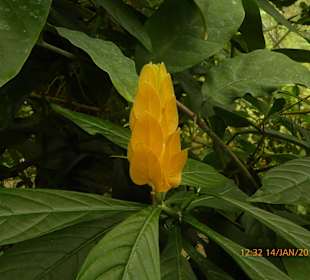 Pflanze im Rainforest