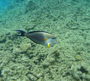 Sohaldoktorfisch