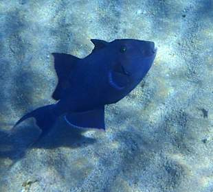 Das intakte Hausriff