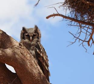 Tsavo-East-Nationalpark
