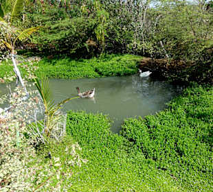 Rundgang durch die Idylle von Mimi´s Eco Farm