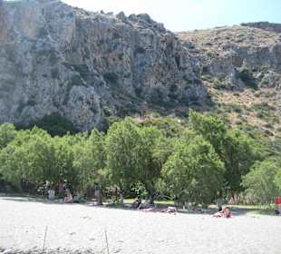 Palmenwald