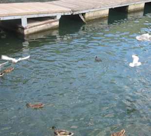 An der Uferpromenade