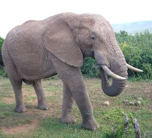 Ein schönes Exemplar