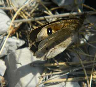 Biokovo