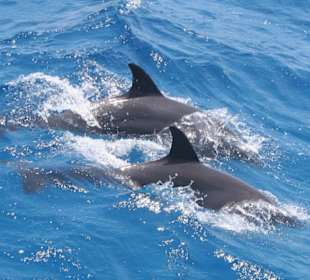 Delfine