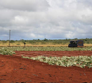 Ananas Feld