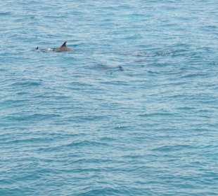 Delfine Delfine Delfine