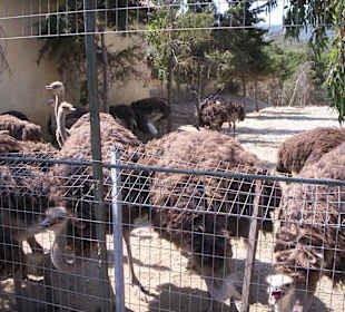 Ostrich farm