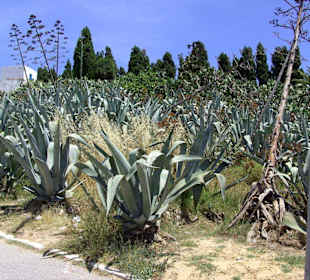 Kakteen-Anlage Sidi Bou Said