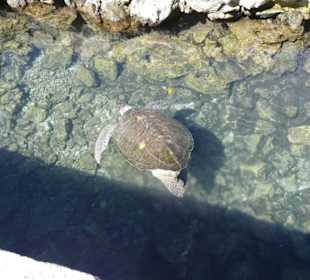 Schildkröte