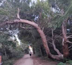 Urige Gewächse aber toll