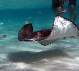 Stingrays unter Wasser