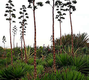 Botanischer Garten Viveiro