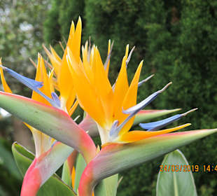 Wandern Funchal
