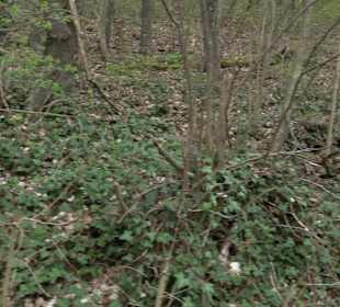 Wanderung rund um das Rusenschloss Gerhausen