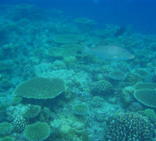 wunderschöne Unterwasserwelt