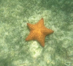 Seestern 