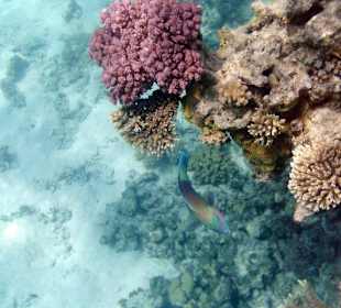 Papageienfisch 2