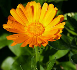 Inselrundfahrt Korfu