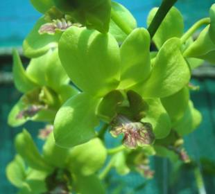 Orchideenfarm auf Koh Lanta!