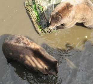 Alte Kläranlage, hohe Betonmauer, artgerecht ?
