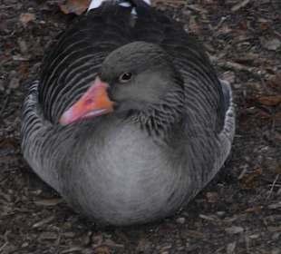 Tierpark 