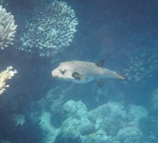 Weißfleck - Kugelfisch